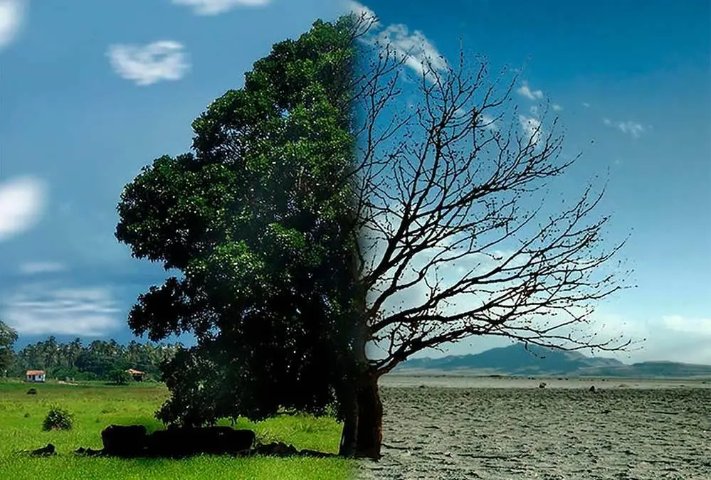 La donna che sussurra agli alberi: "I boschi e le foreste siamo noi"